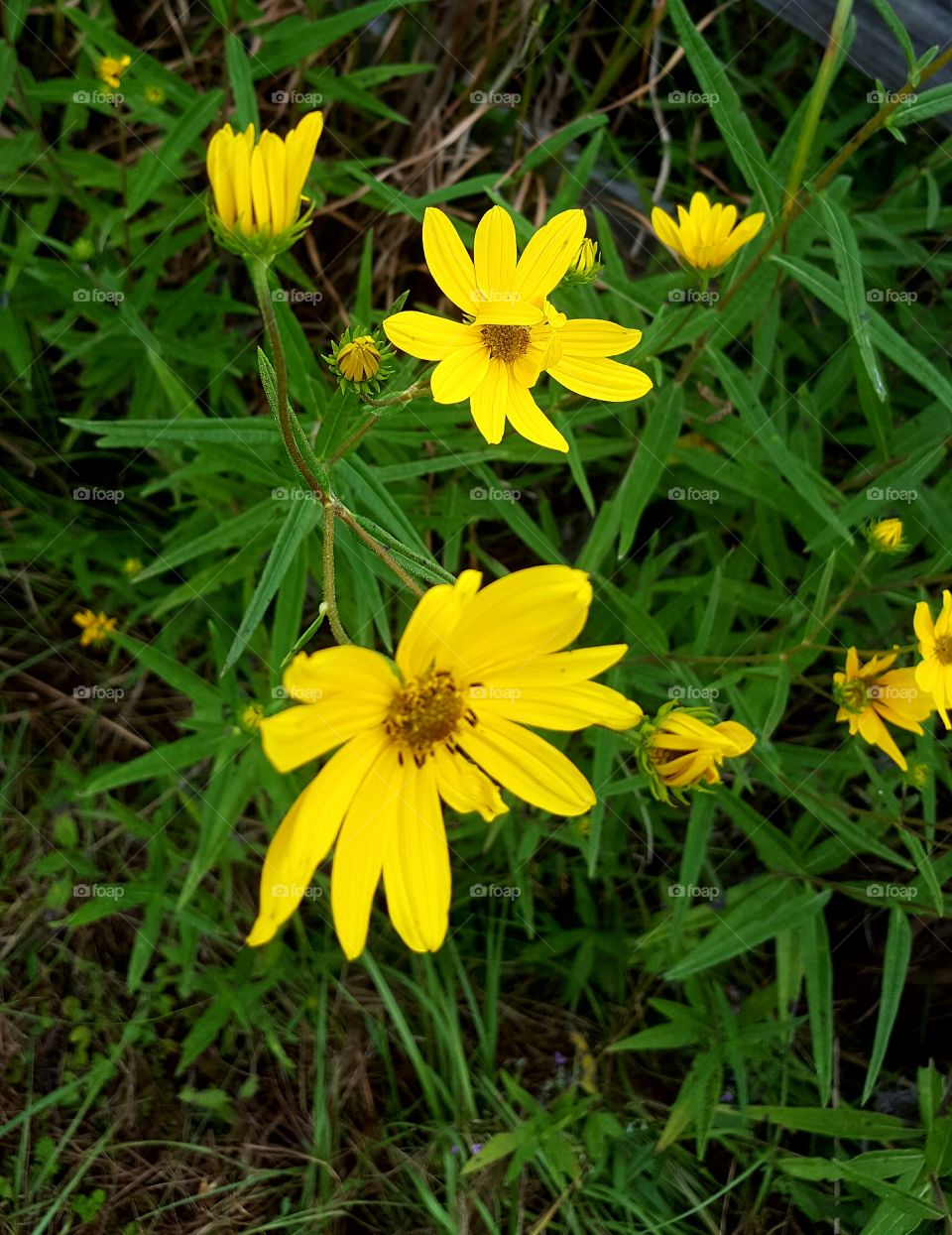 Nature, Summer, Flora, Flower, Bright