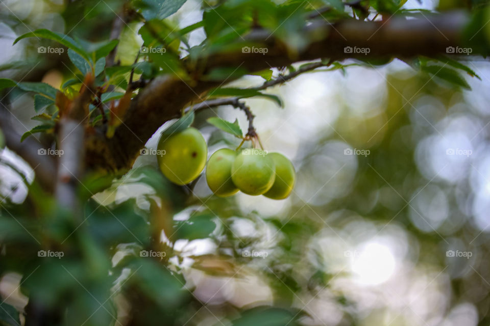 Fruit at the tree