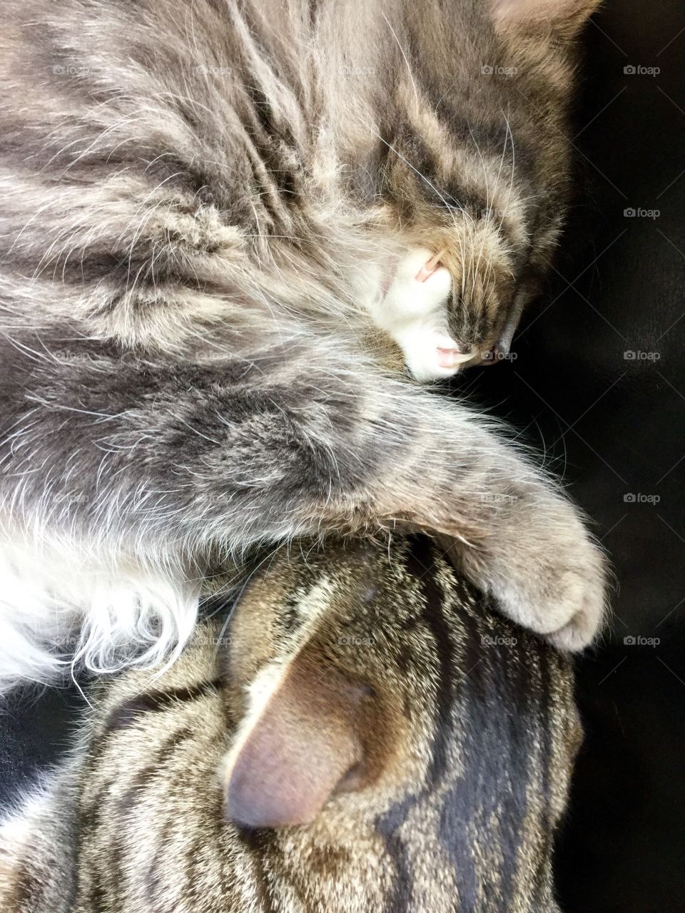 Sleeping cats
