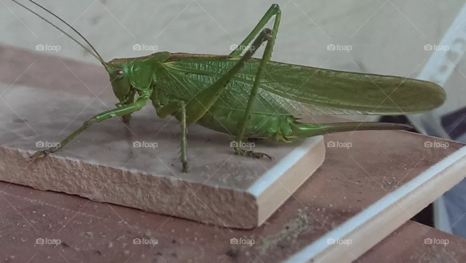 insect