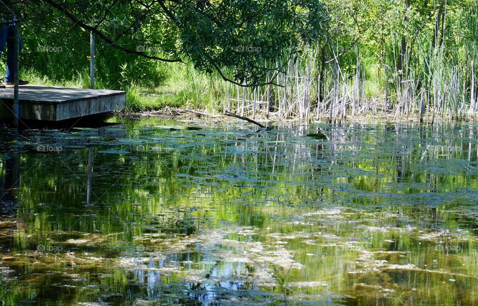 Nature. Pond Scene