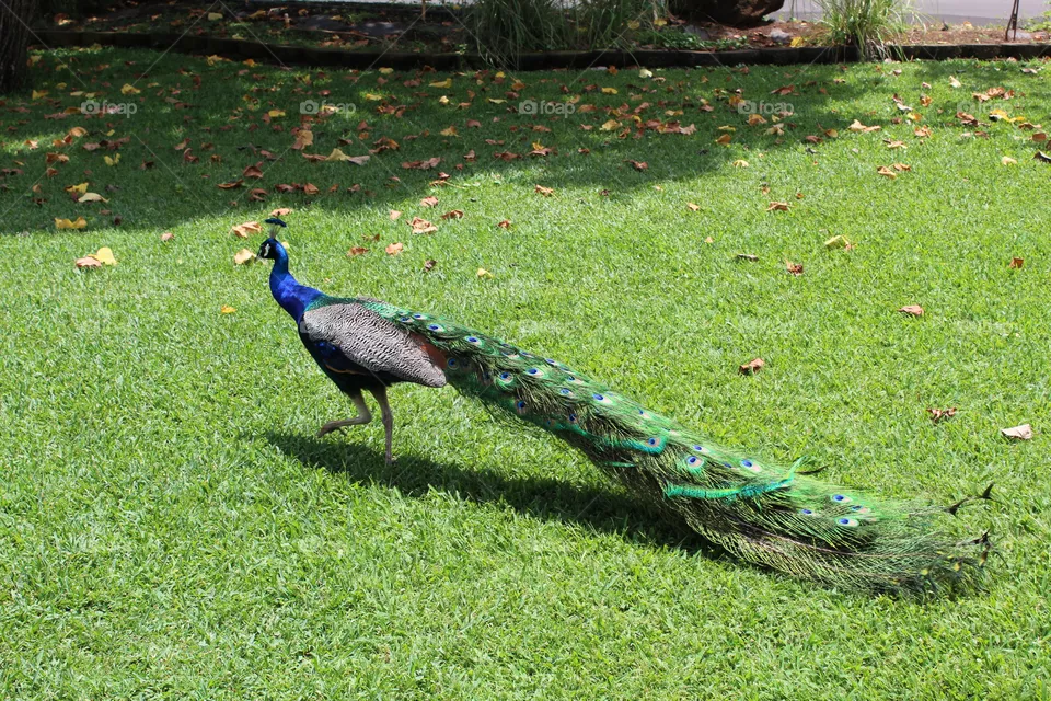 Peacock