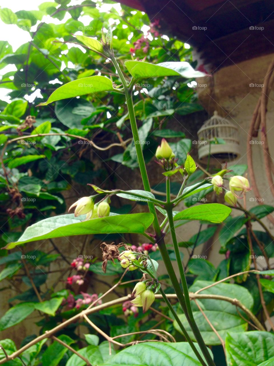 Together with the flower come the birds