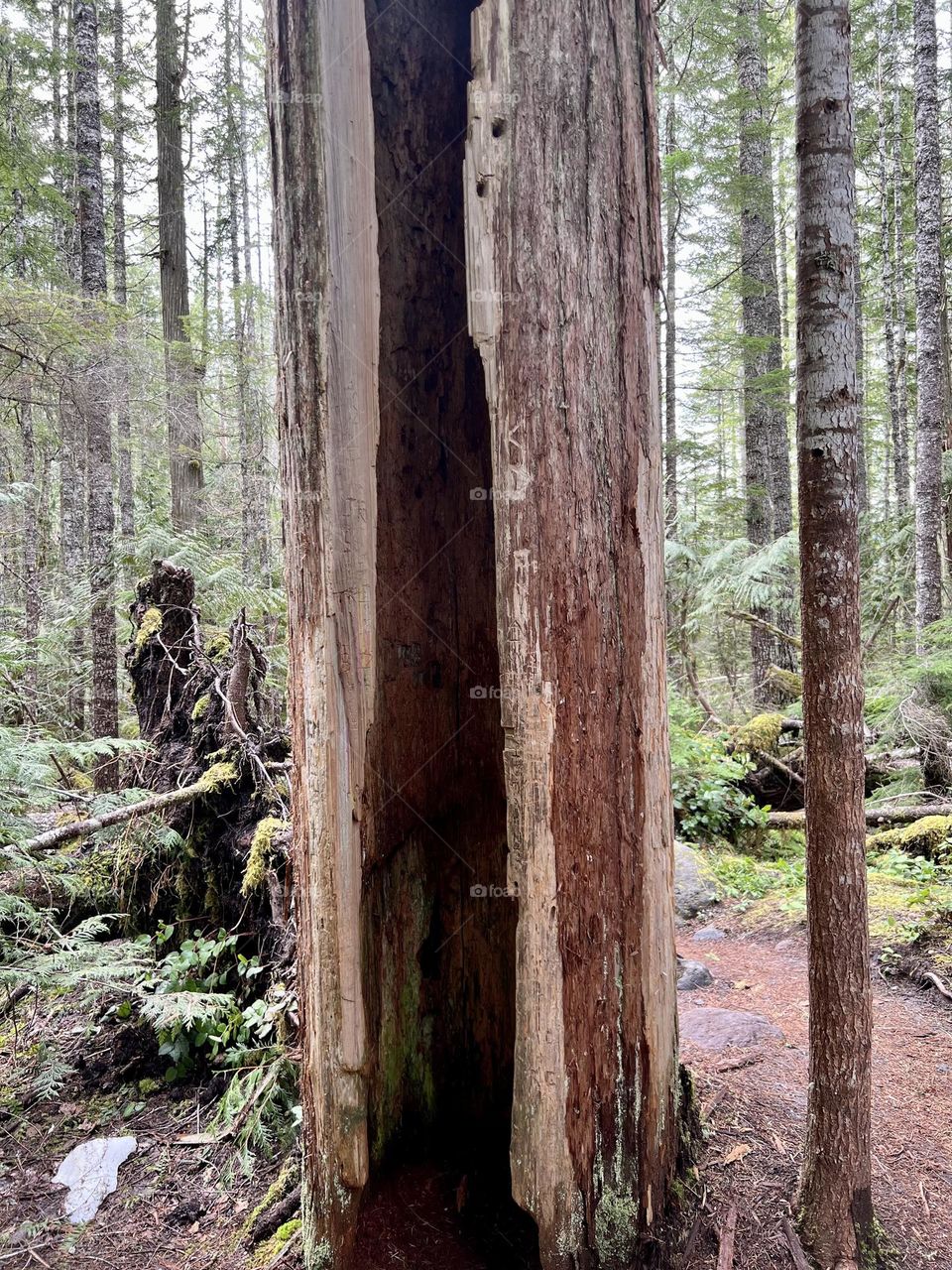 Hollow tree on hiking trail