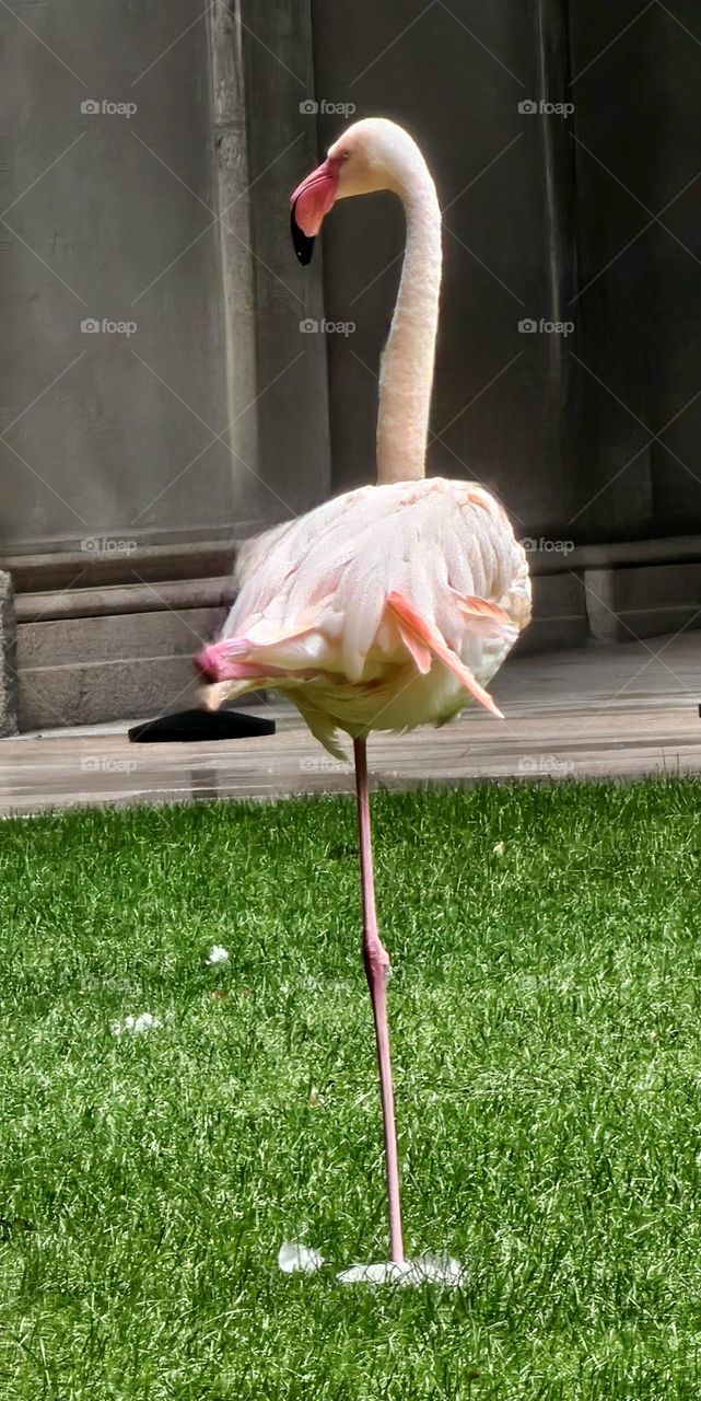 Flamand rose à Milan