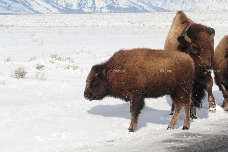 American Bison baby with mother 