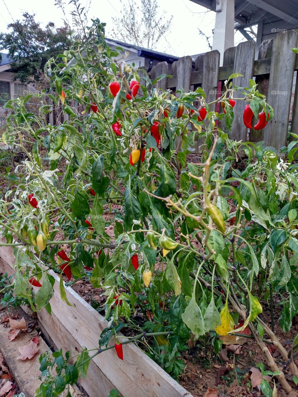 summer into fall gardening is fun