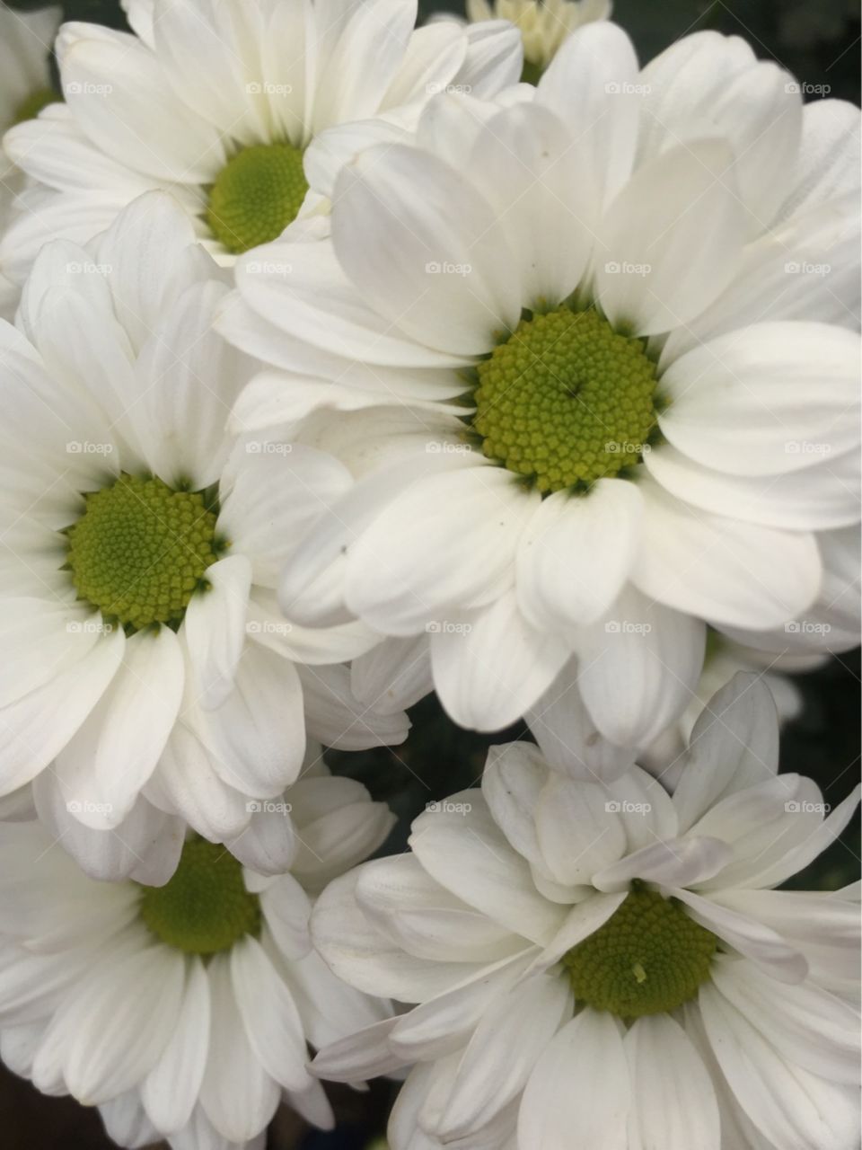 chrysanthemum flower