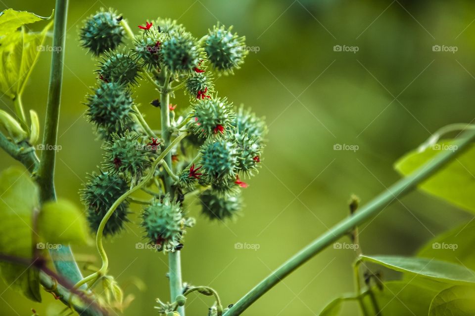 Guisantes verdes 