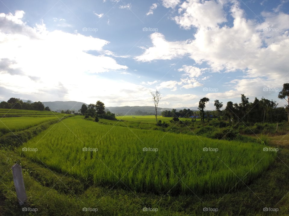 Rice fields . In Chiang Mai, Thailand