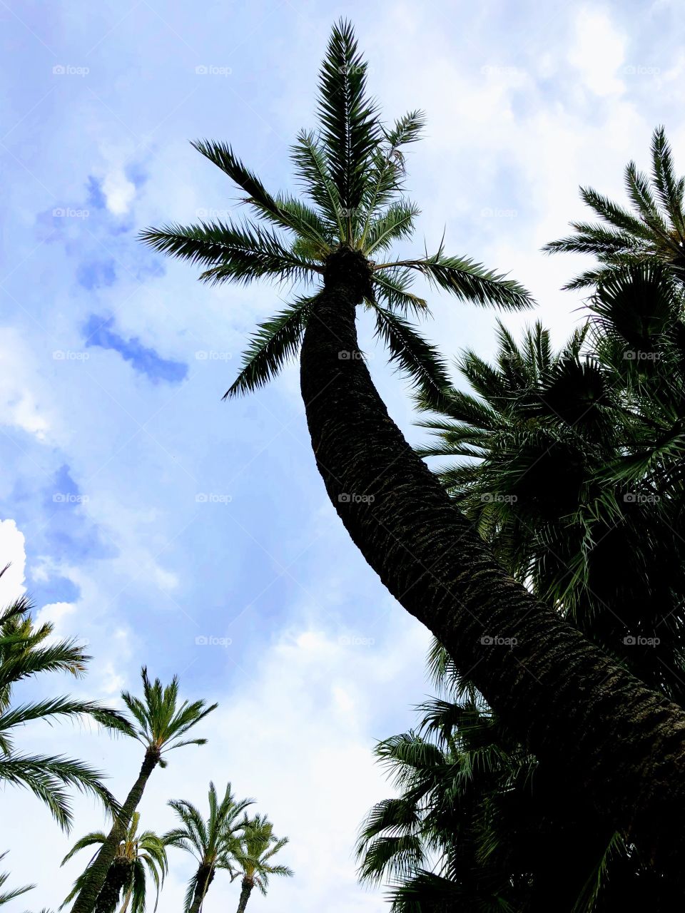 Palm tree in Alicante Spain 