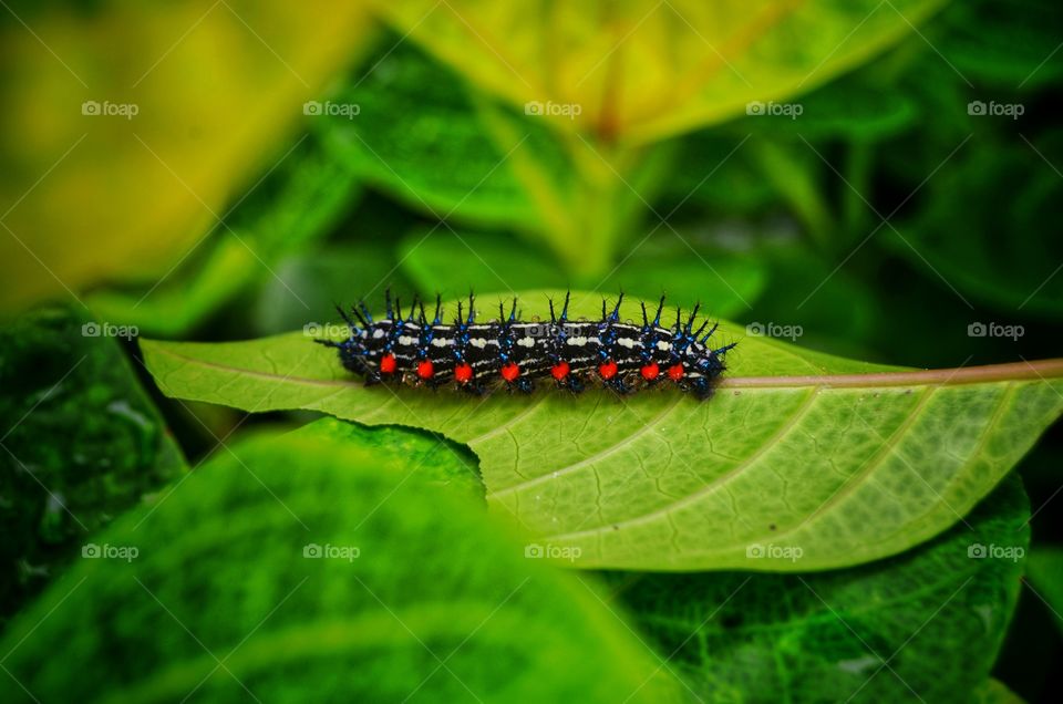 thorny leaf caterpillar
