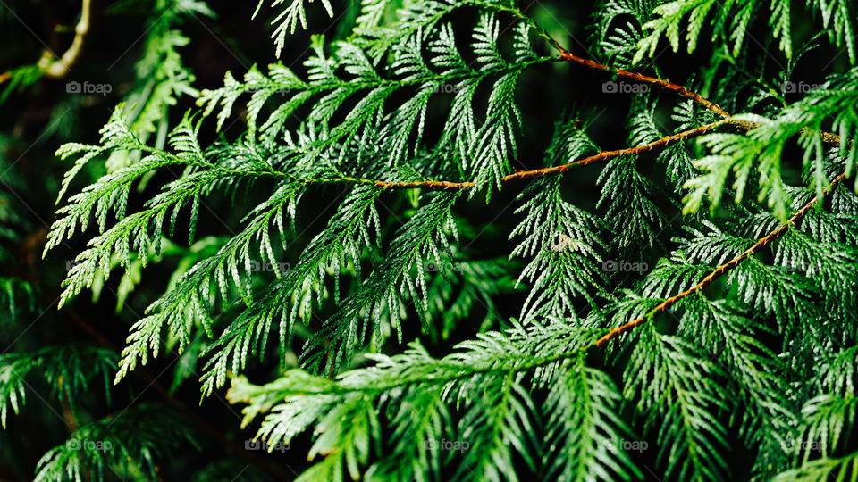 Green tree in Antwerp