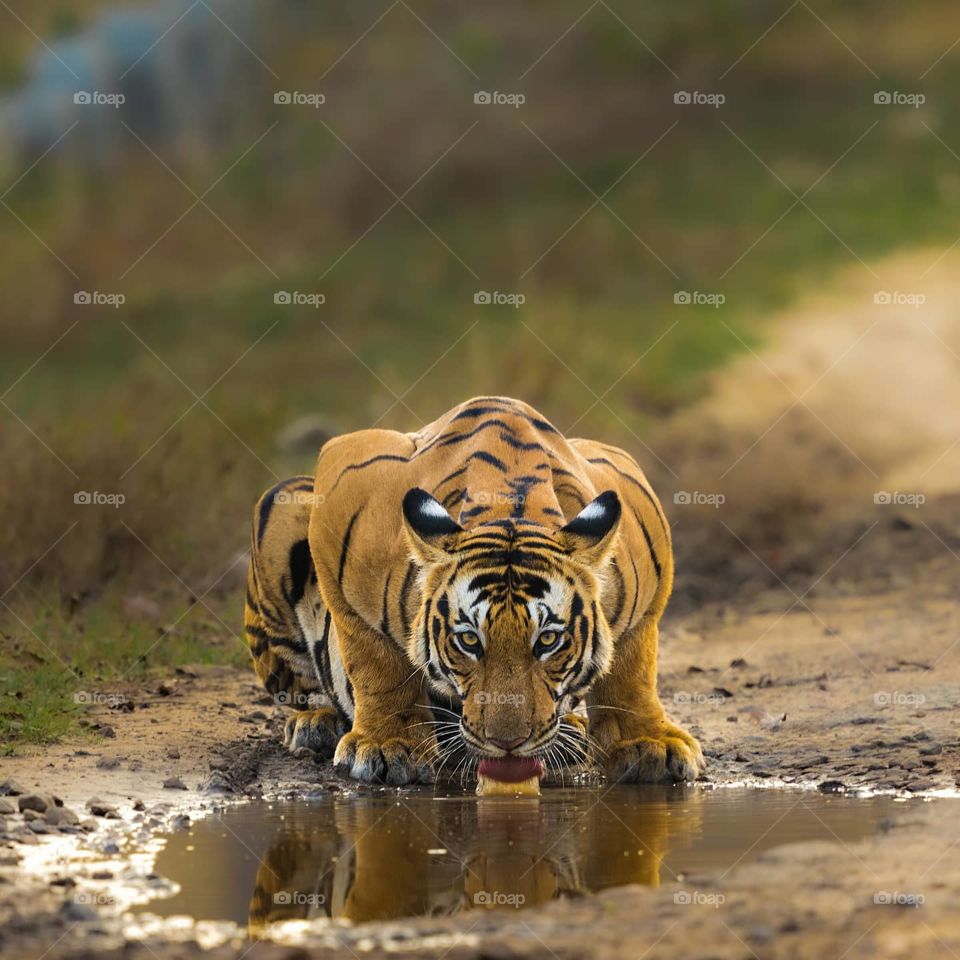 The BIG BEAST ❤️