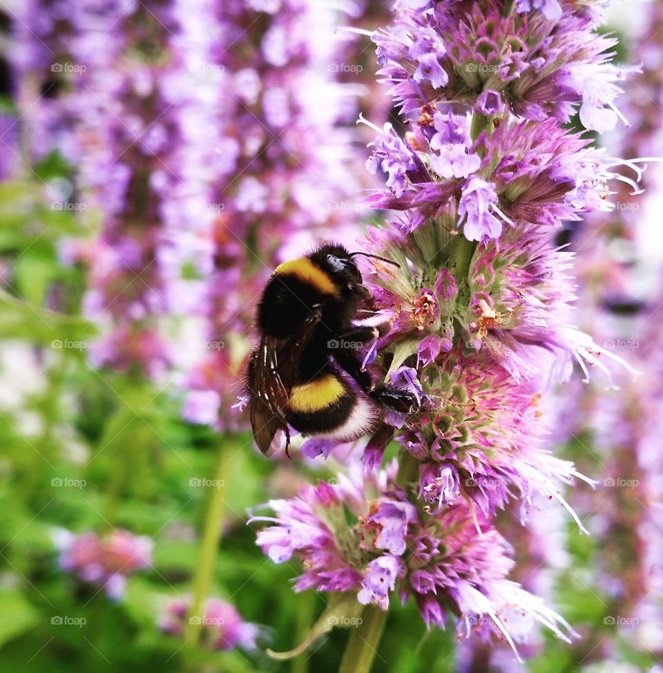 The bee and the flower