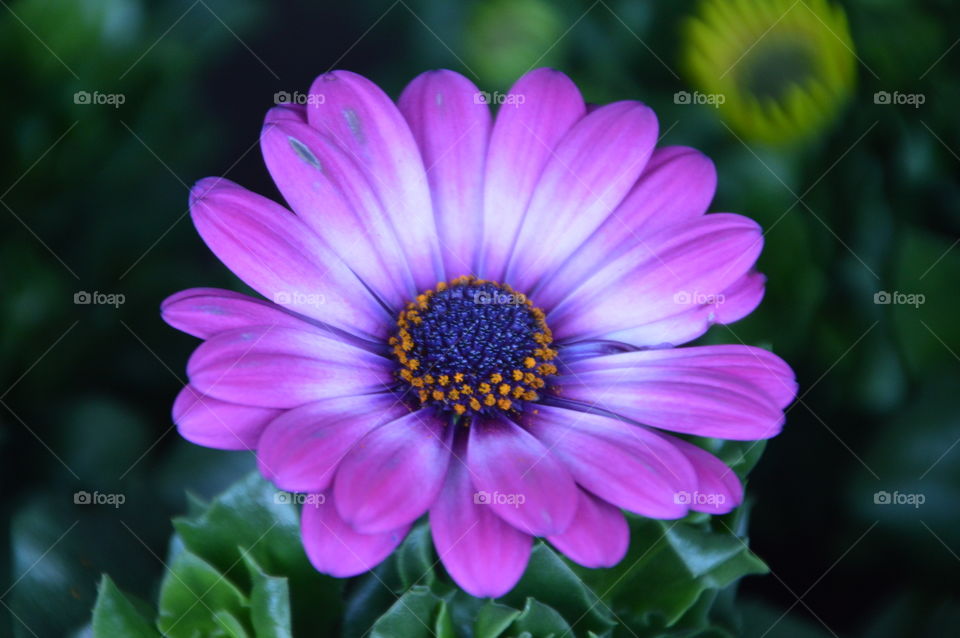 Purple And Blue Gerbera