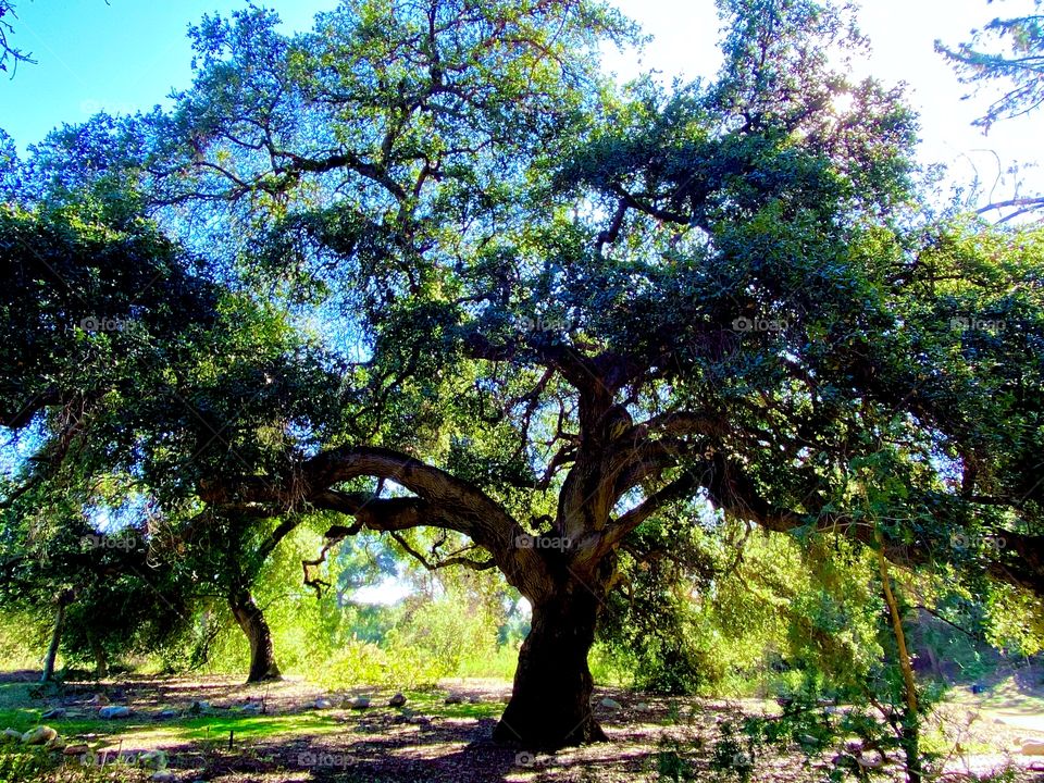 Oak Tree