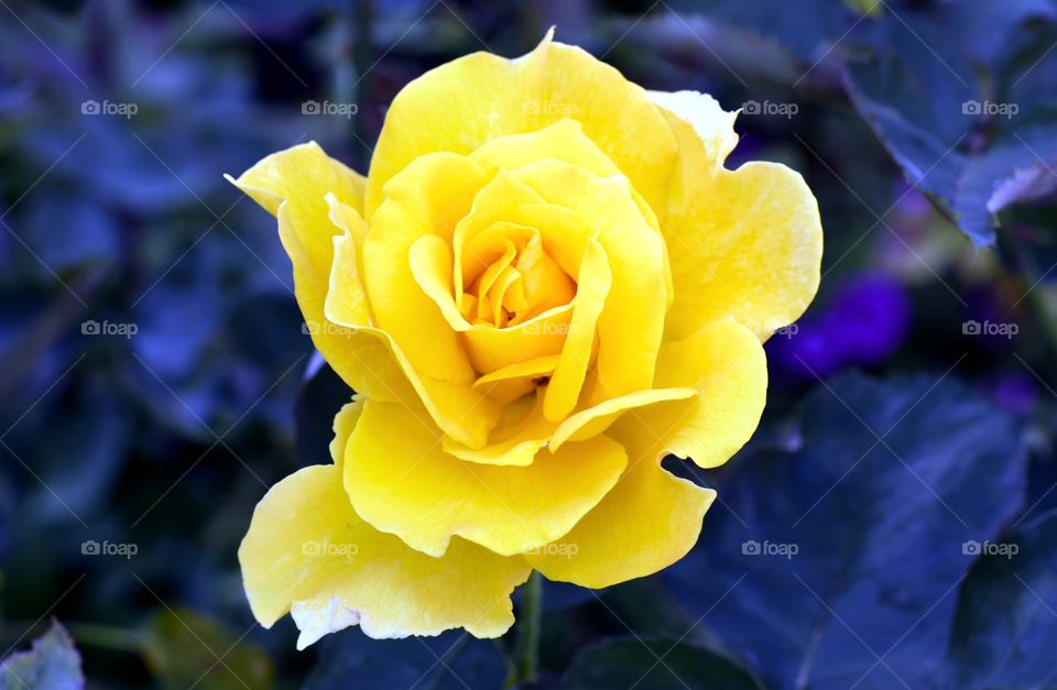 Yellow rose