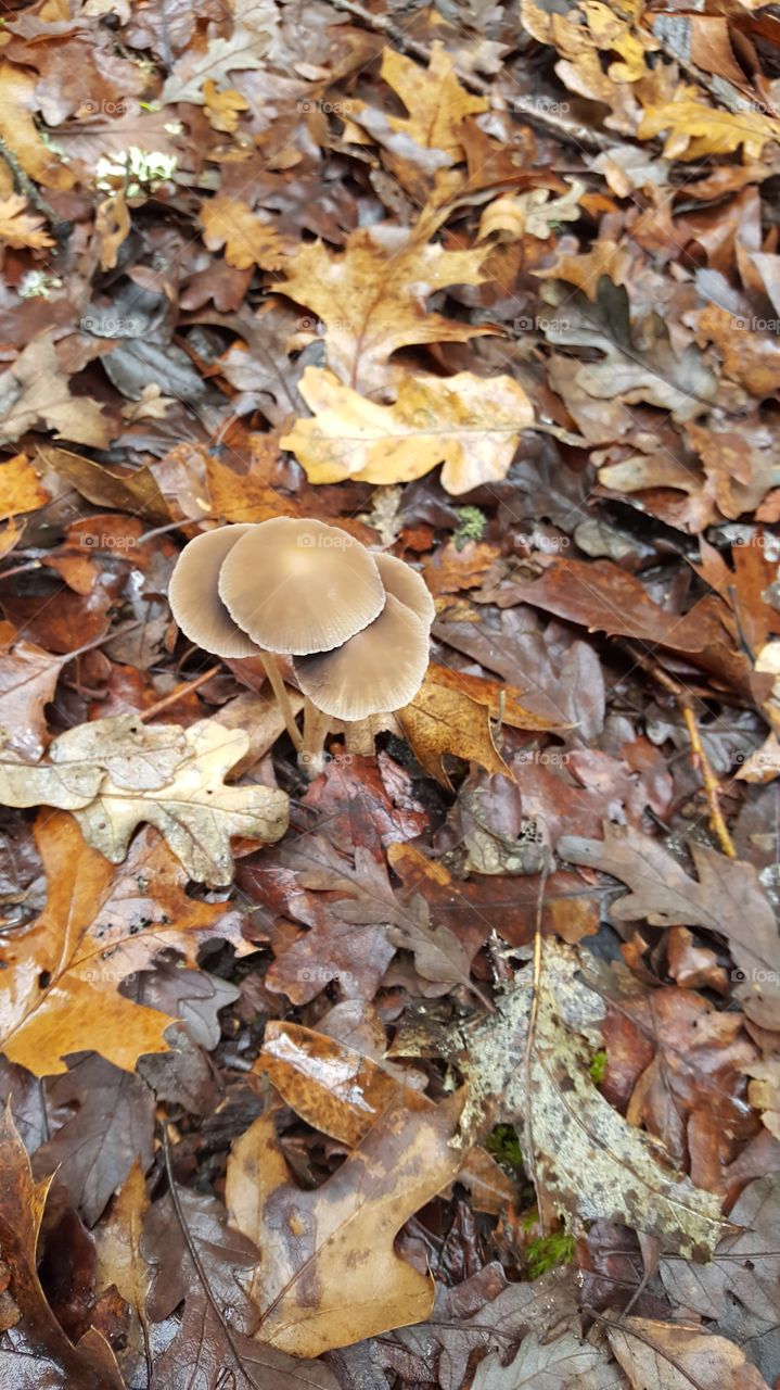 tiny shrooms