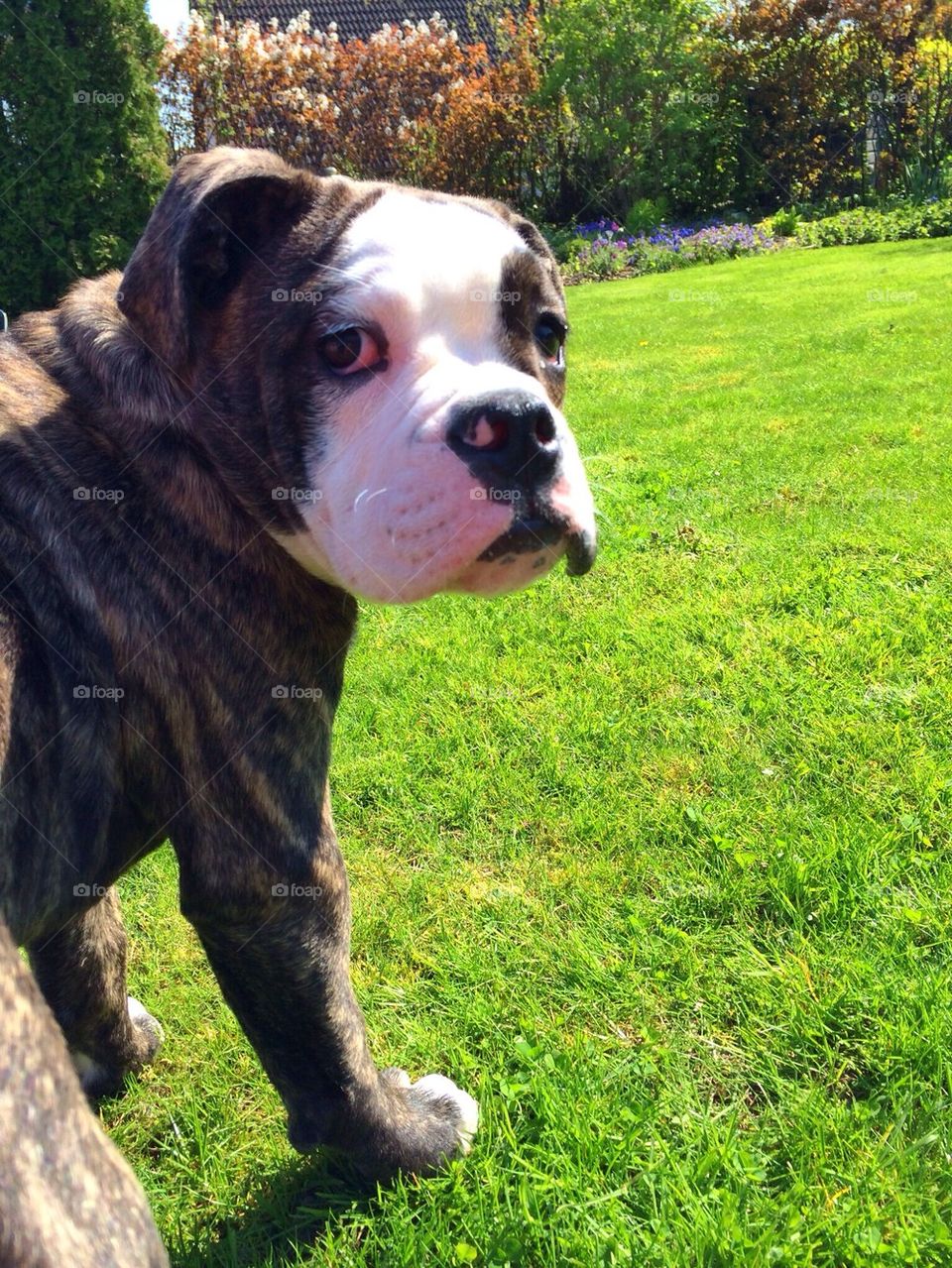 Butch. Playing in My garden