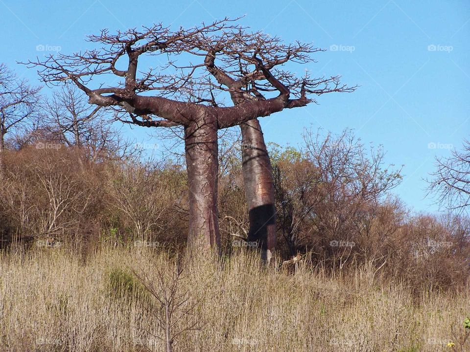 baobab Madagascar
