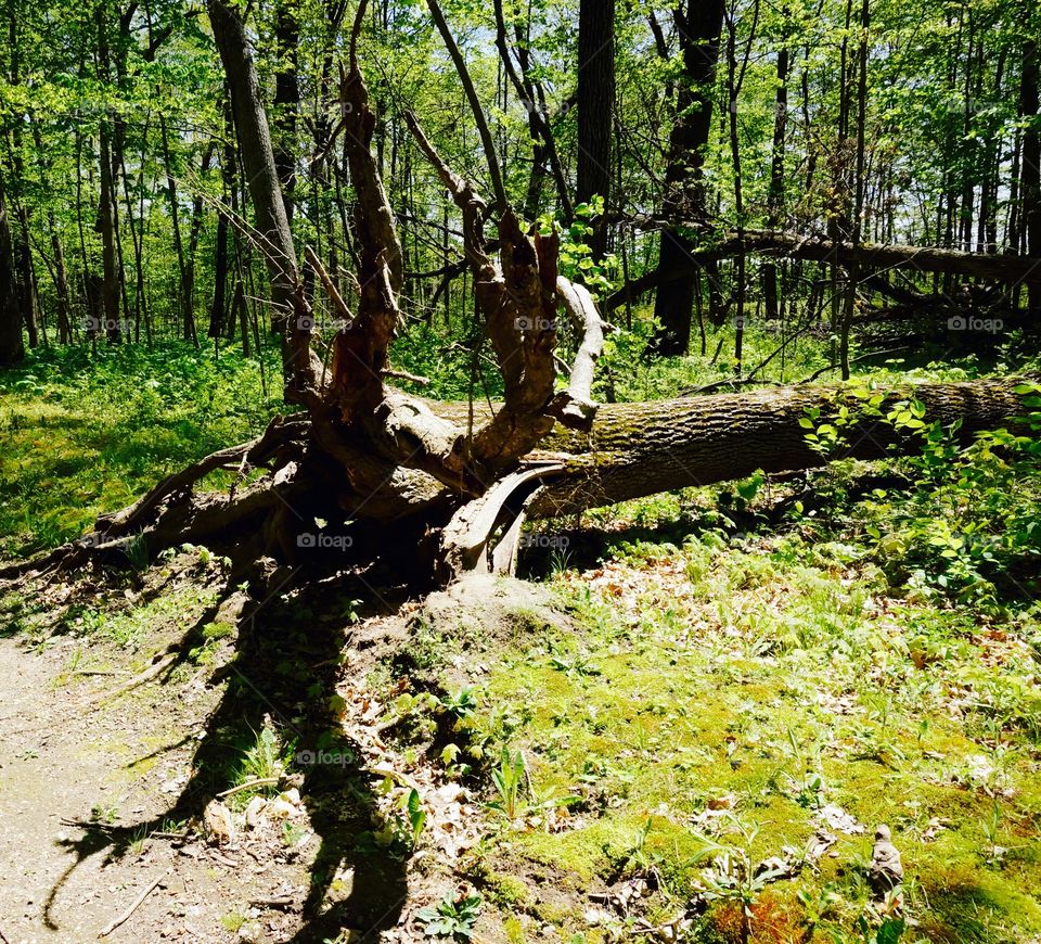 Nature. Fallen Tree