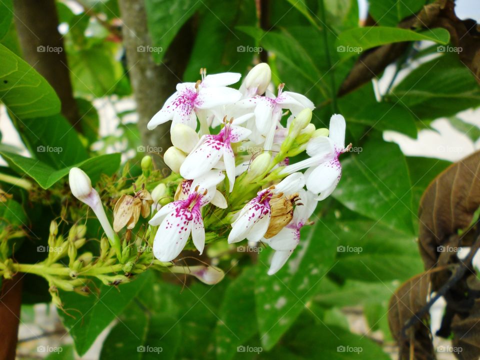 white beauty flower. white beauty flower with red accent