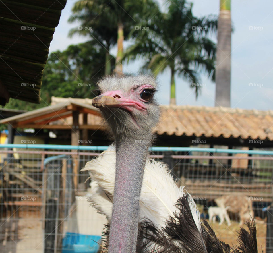 avestruz doméstico criado em Fazenda no Espirito Santo Brasil.