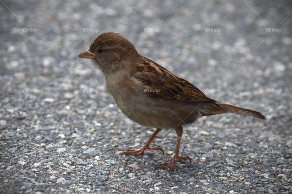 closeup of a sparrow on pavement 