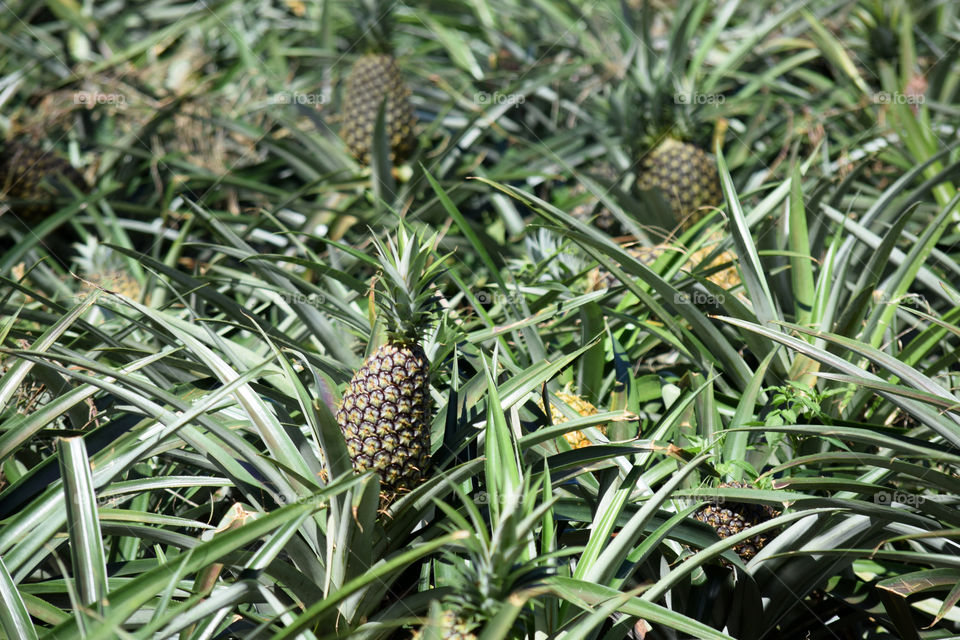 Pineapple farm