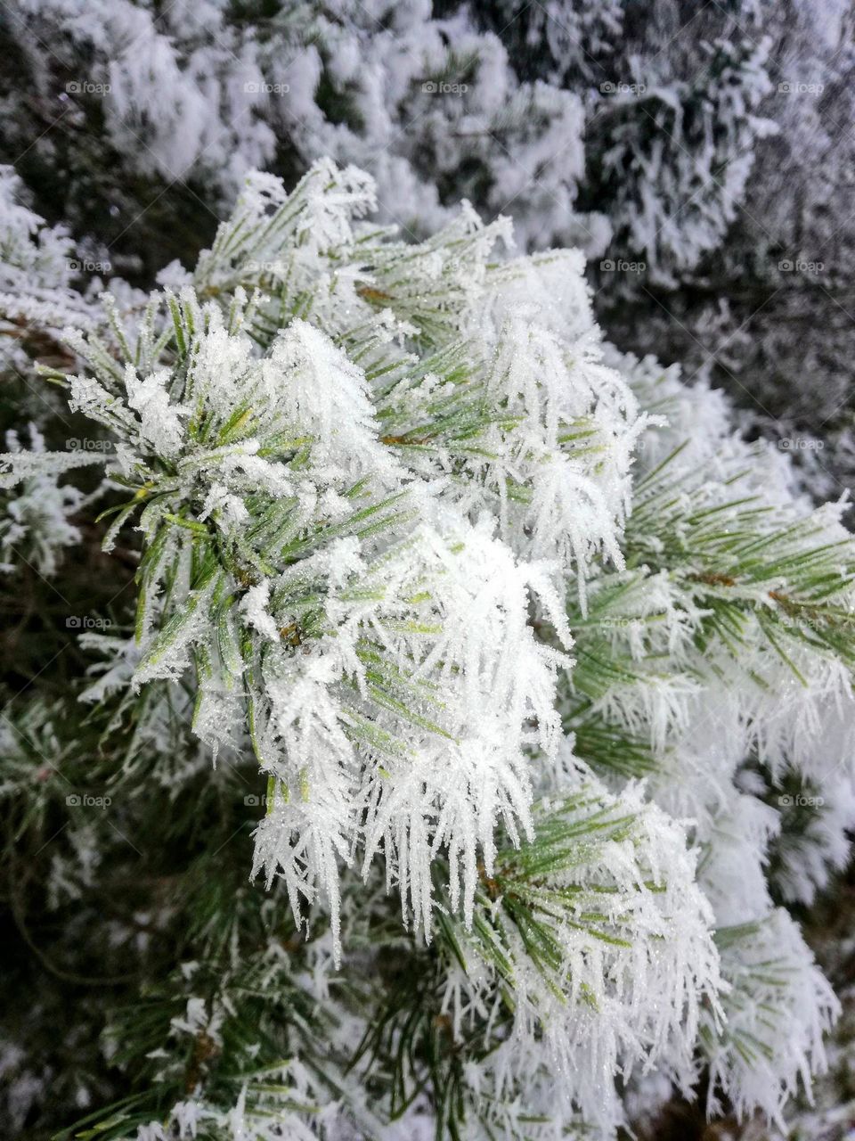 Icy pine tree needles