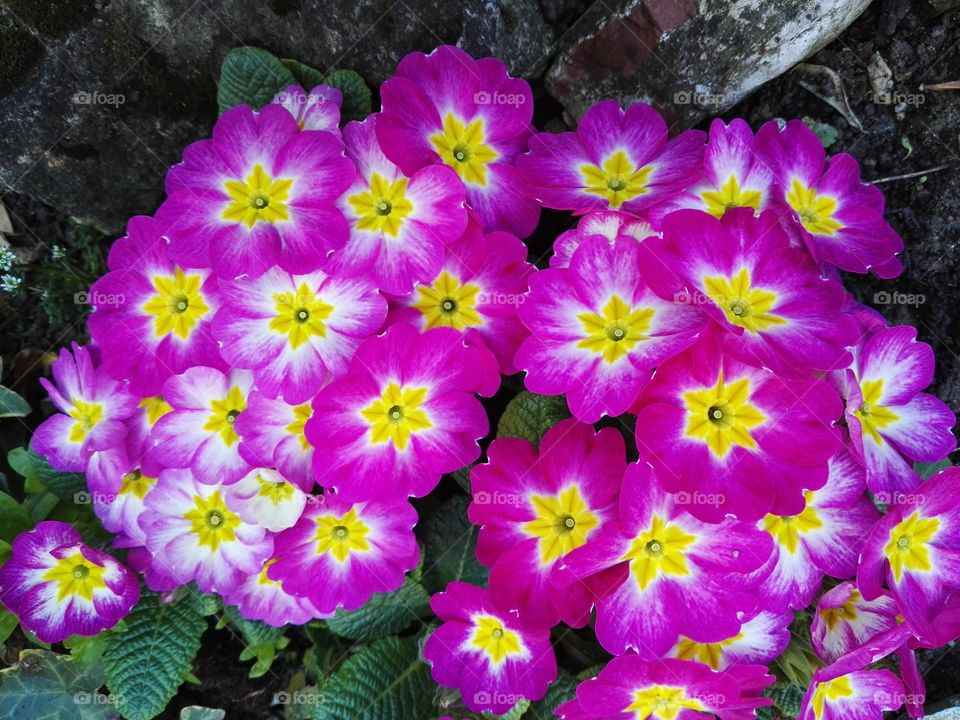 garden bouquet flora