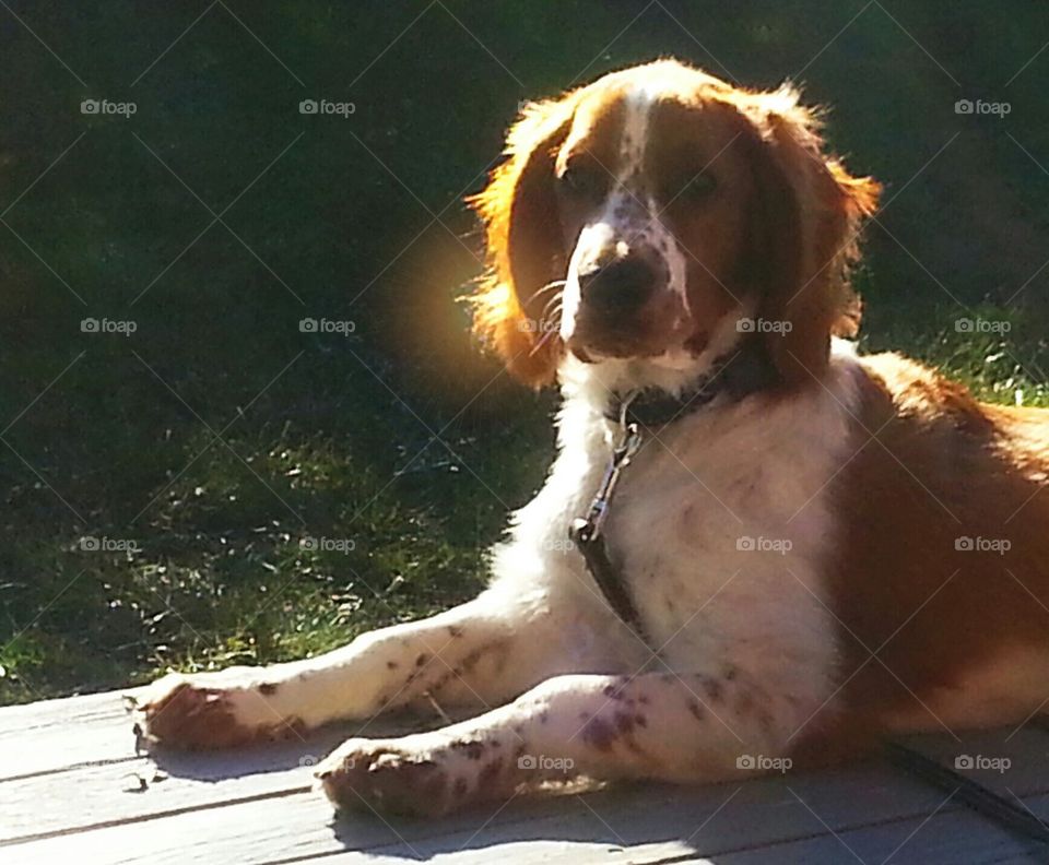 Dog in the sun