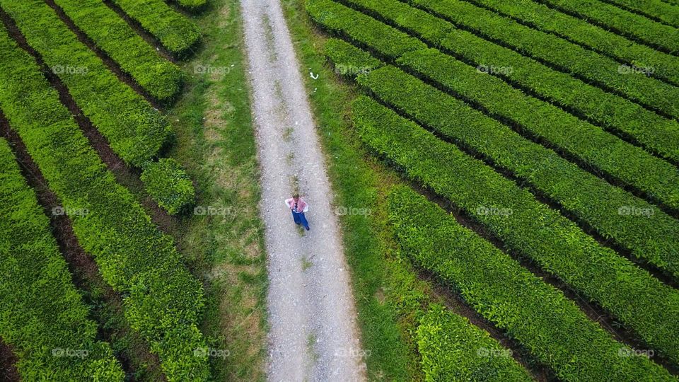 tea plantation