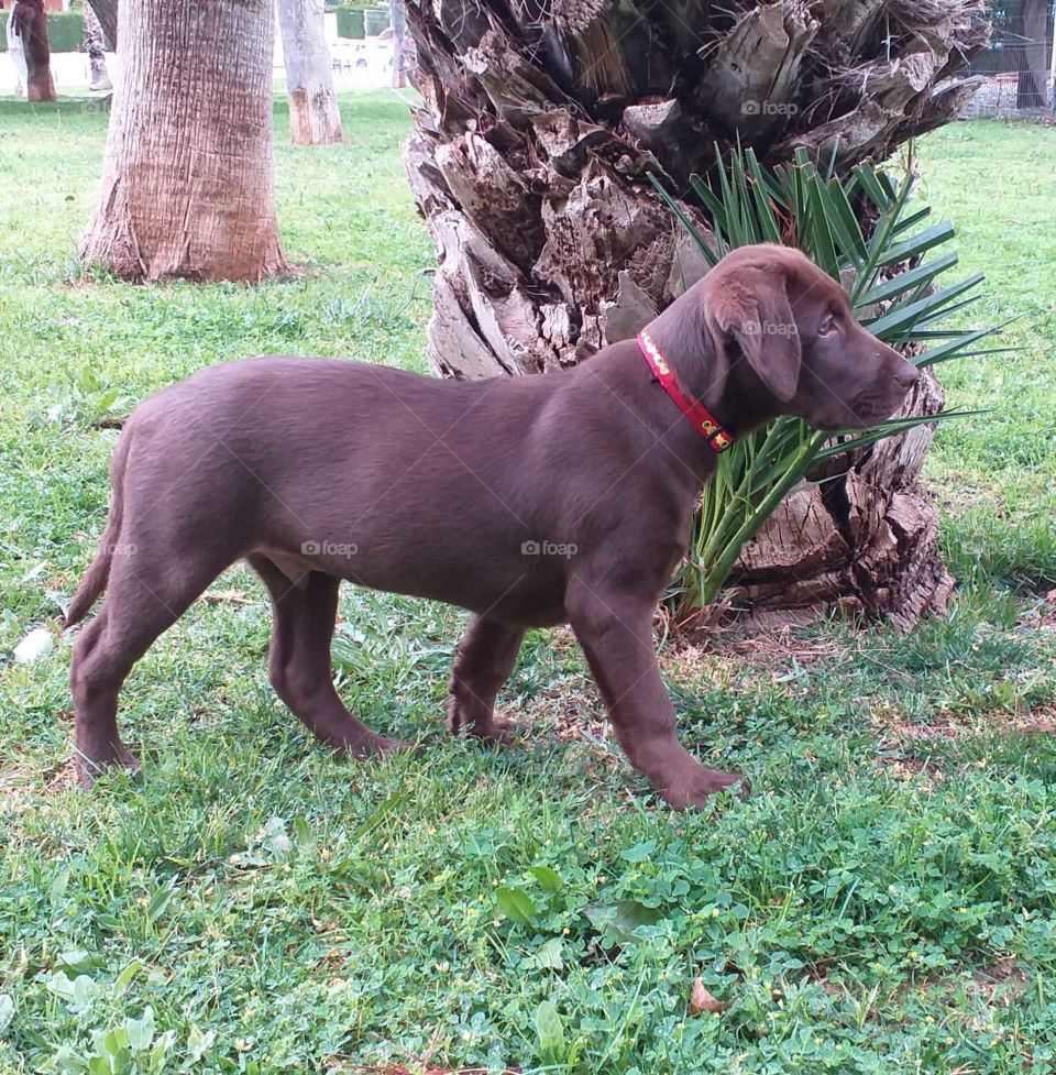 Dog#baby#model#nature