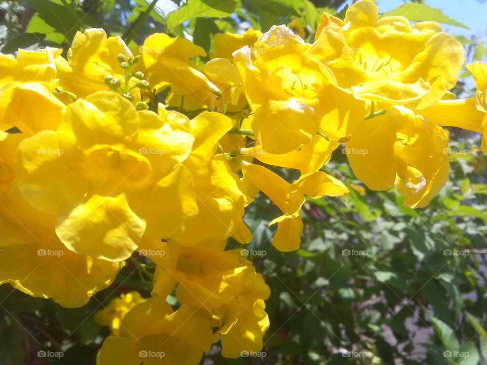 yellow flowers. yellow flowers