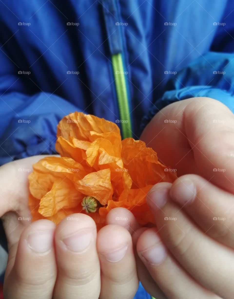 Poppy seed, flower in kid hands