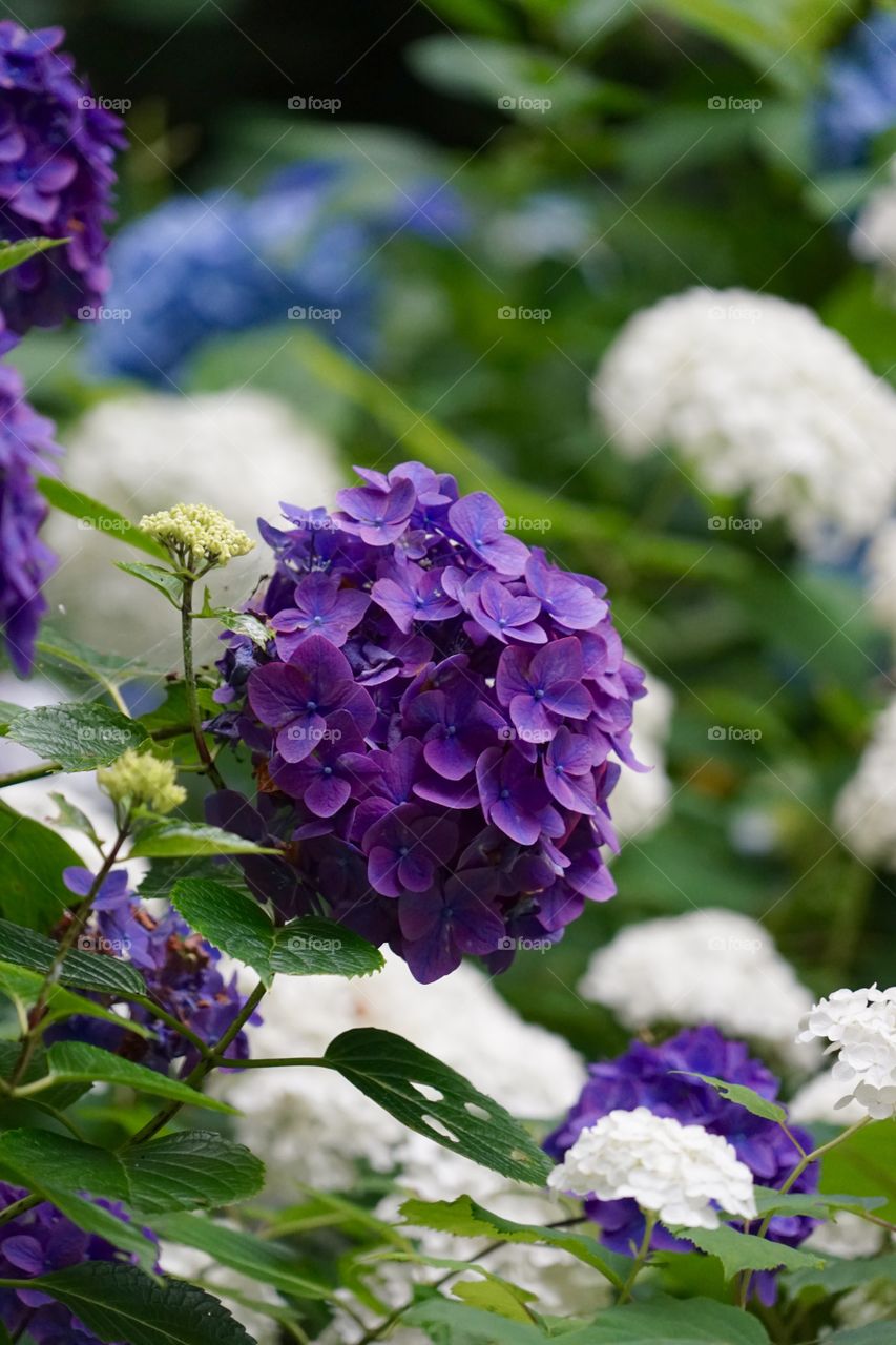 hydrangea