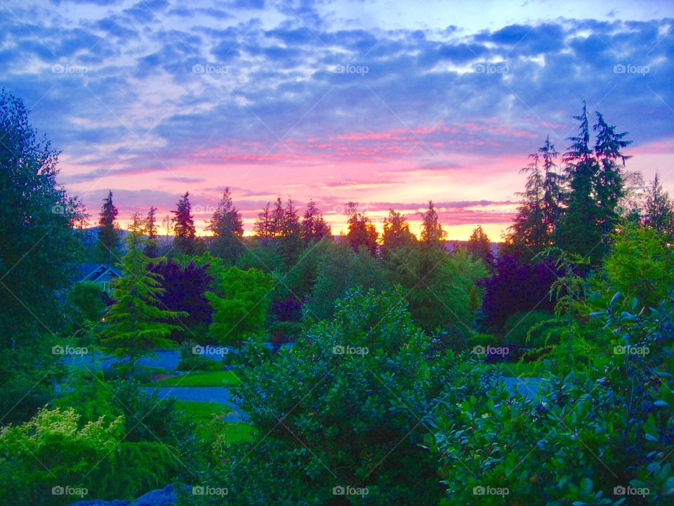 Scenic view of trees during sunrise