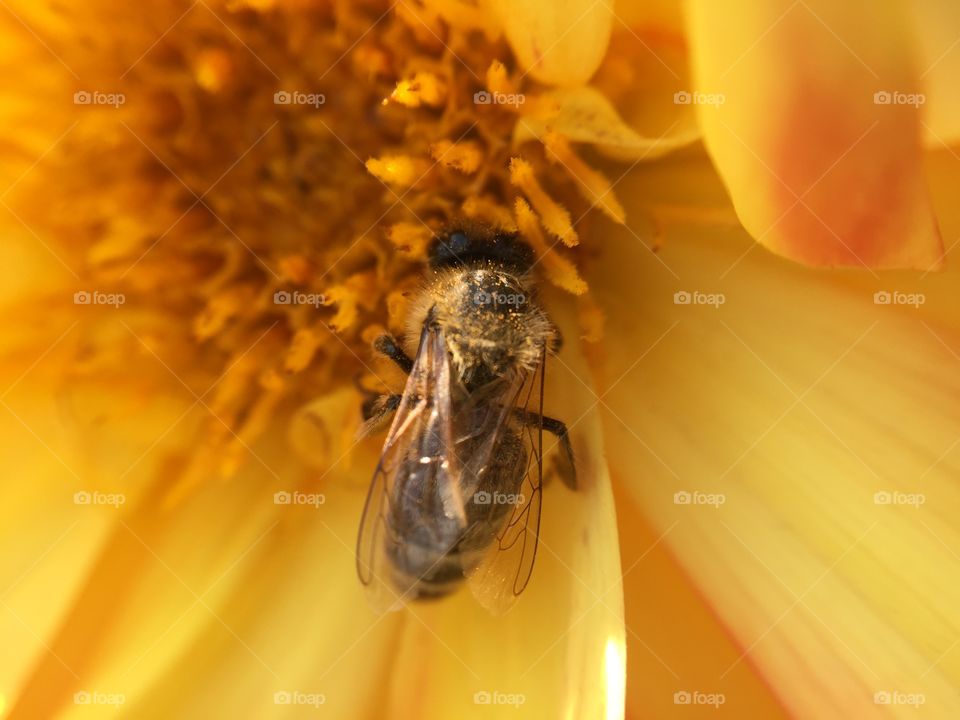 New flower pollination. Bee pollinating yellow flower
