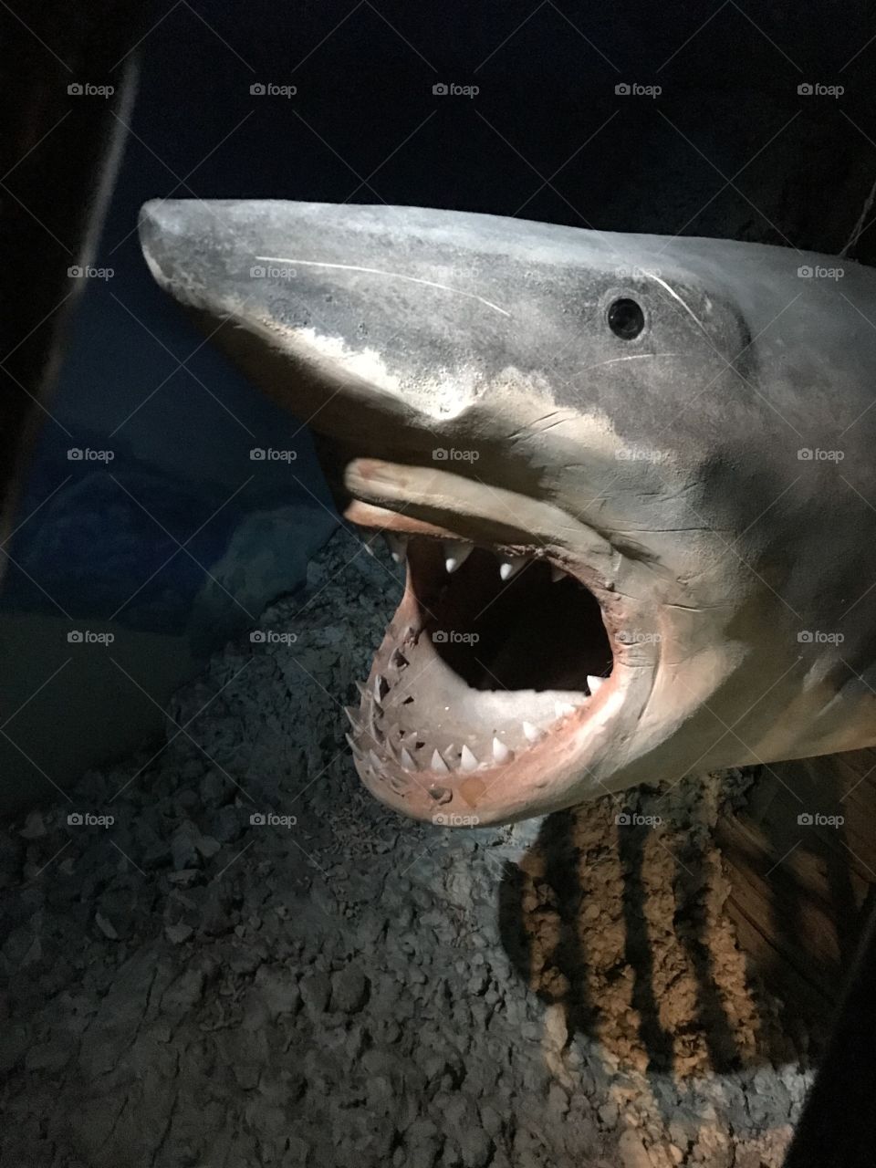 Scary shark