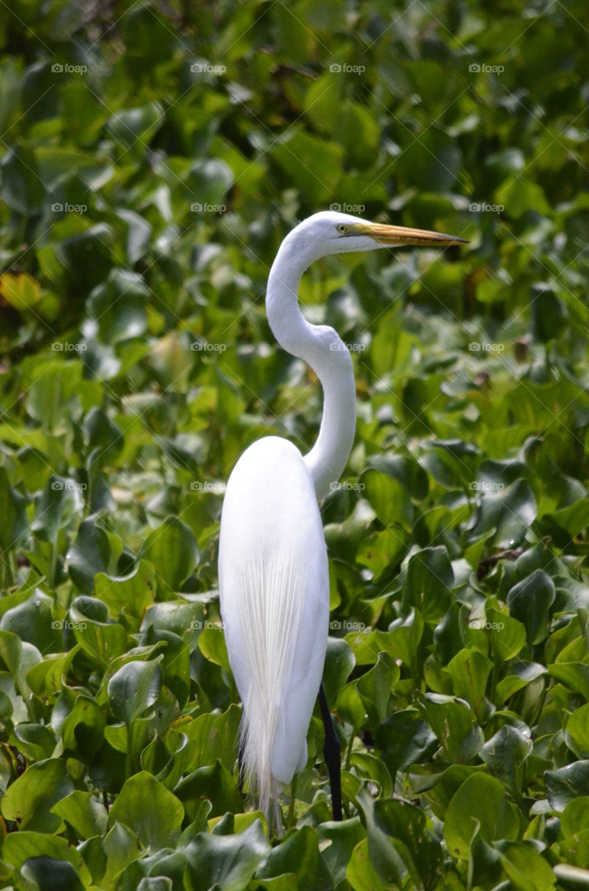 Snowy Egret