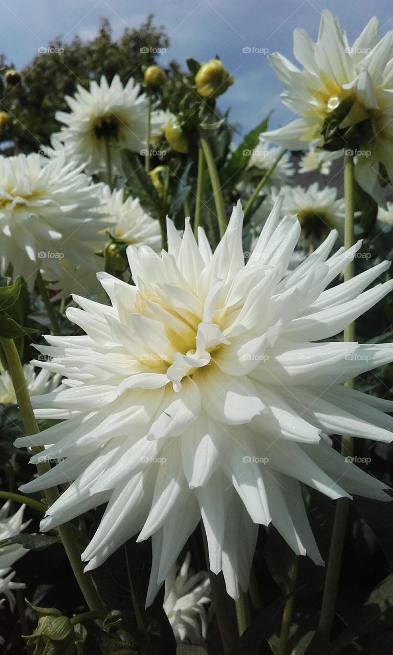 White flower in the Sun