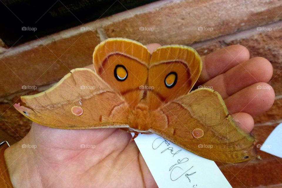 Beautiful moth. Australia. 