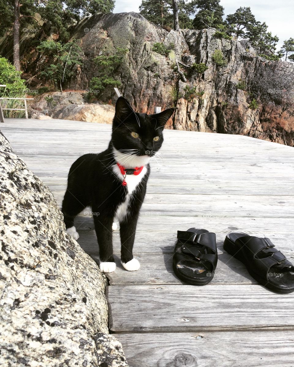 Cat with slippers on jetty