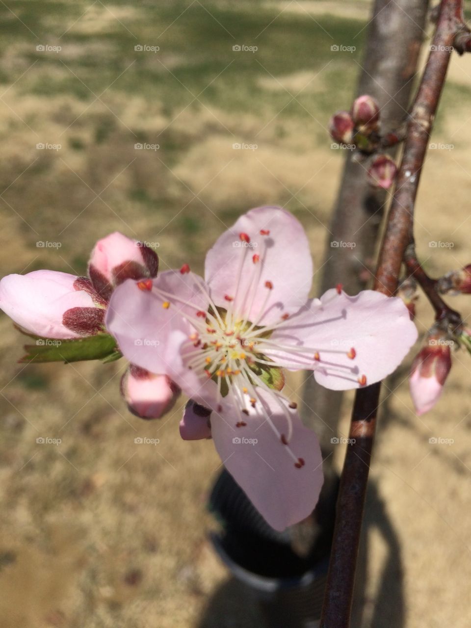 Flower, No Person, Outdoors, Nature, Cherry