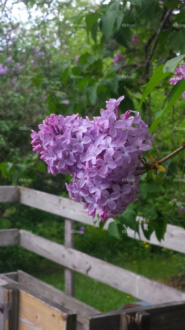 Country lilacs in bloom. Wishing these would keep longer.  Capturing their beauty before they're gone.