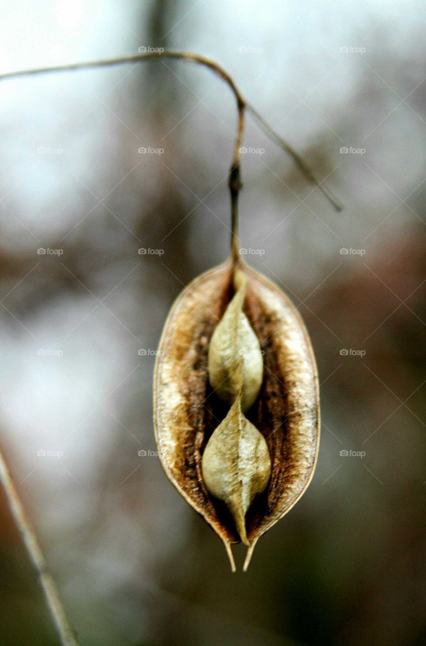 two in one.  dry seeds suspended, waiting to drop.