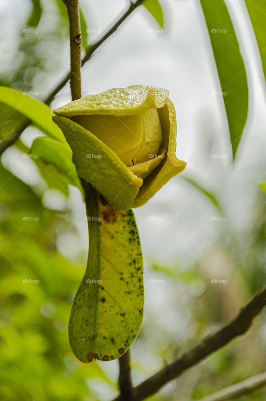 Soursop Blossom