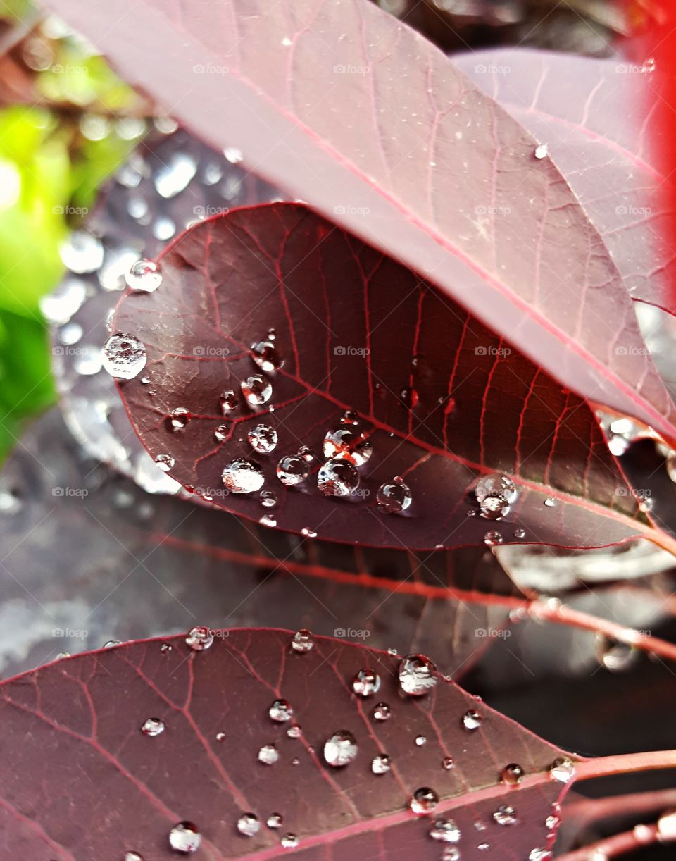 Dew Drops on leaf